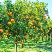 Rows of 'Citrus Orange Tree Seville 5L' laden with ripe oranges under a clear blue sky in a green orchard.