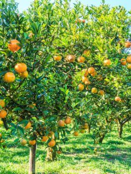 Rows of 'Citrus Orange Tree Seville 5L' laden with ripe oranges under a clear blue sky in a green orchard.