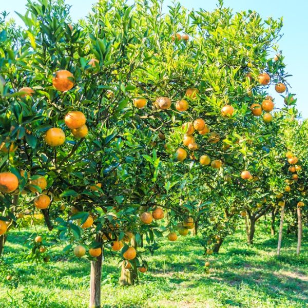 Rows of 'Citrus Orange Tree Seville 5L' laden with ripe oranges under a clear blue sky in a green orchard.