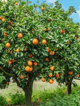 Seville's "Citrus Orange Tree 'Seville' 5L" boasts magnificent trees loaded with ripe oranges beneath a clear blue sky, with fallen citrus scattered on the ground below.