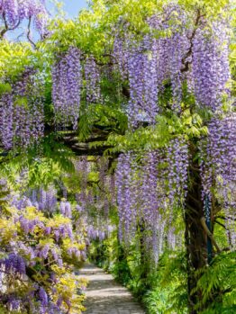 Wisteria sinensis climber purple climbing wisteria chinese wisteria