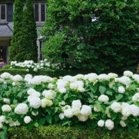 Hampton Garden