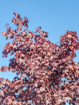 Acer platanoides crimson sentry maple purple foliage tree leaves beautiful feature maple