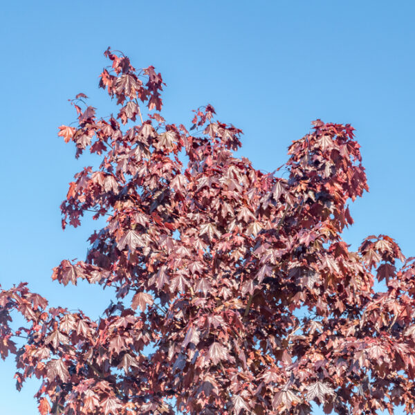 Acer platanoides crimson sentry maple purple foliage tree leaves beautiful feature maple