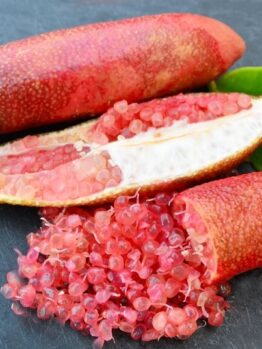 Bush Tucker Native Bush Foods Citrus australasia Native finger lime pink fruits