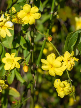 jasminum mesnyi Primrose Jasmine yellow flowering climber