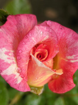 rosa floribunda Cabana pink coloured striped rose mass flowering
