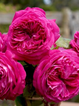 Delightful Parfuma Rose Rosa floribunda purple pink buff thick roses mass flowering