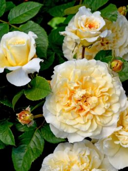Rosa Earth Goddess Rose Shrub Rose Creamy yellow buff rose