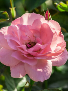 Rose Professor Sieber Bush Mass flowering pink floribunda