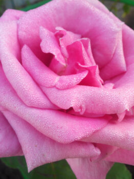 rose eiffel tower pink rosa hybrid tea perfume