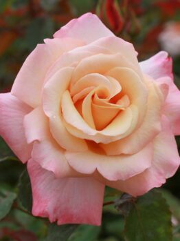 Rosa hybrid tea Pure Bliss pink two toned rose apricot