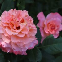 Pink,And,Apricot