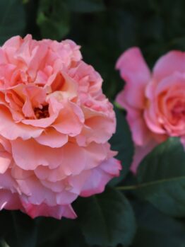 Pink,And,Apricot