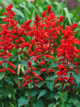 salvia hungtington's red sage masses of red flowers cottage garden border