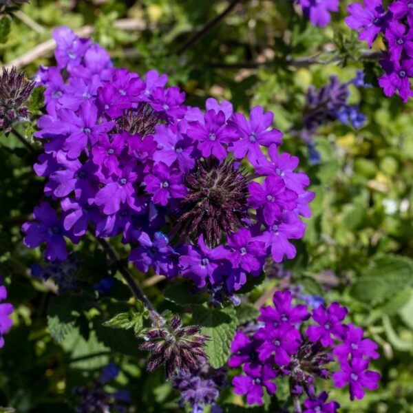 Verbena hybrid cottage style plant deep purple flowers