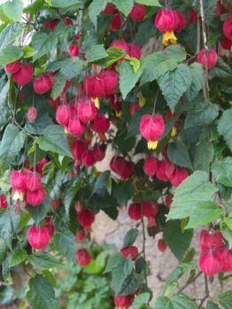 Abutilon megapotamicum Trailing Abutilon Chinese lantern red flowering hanging
