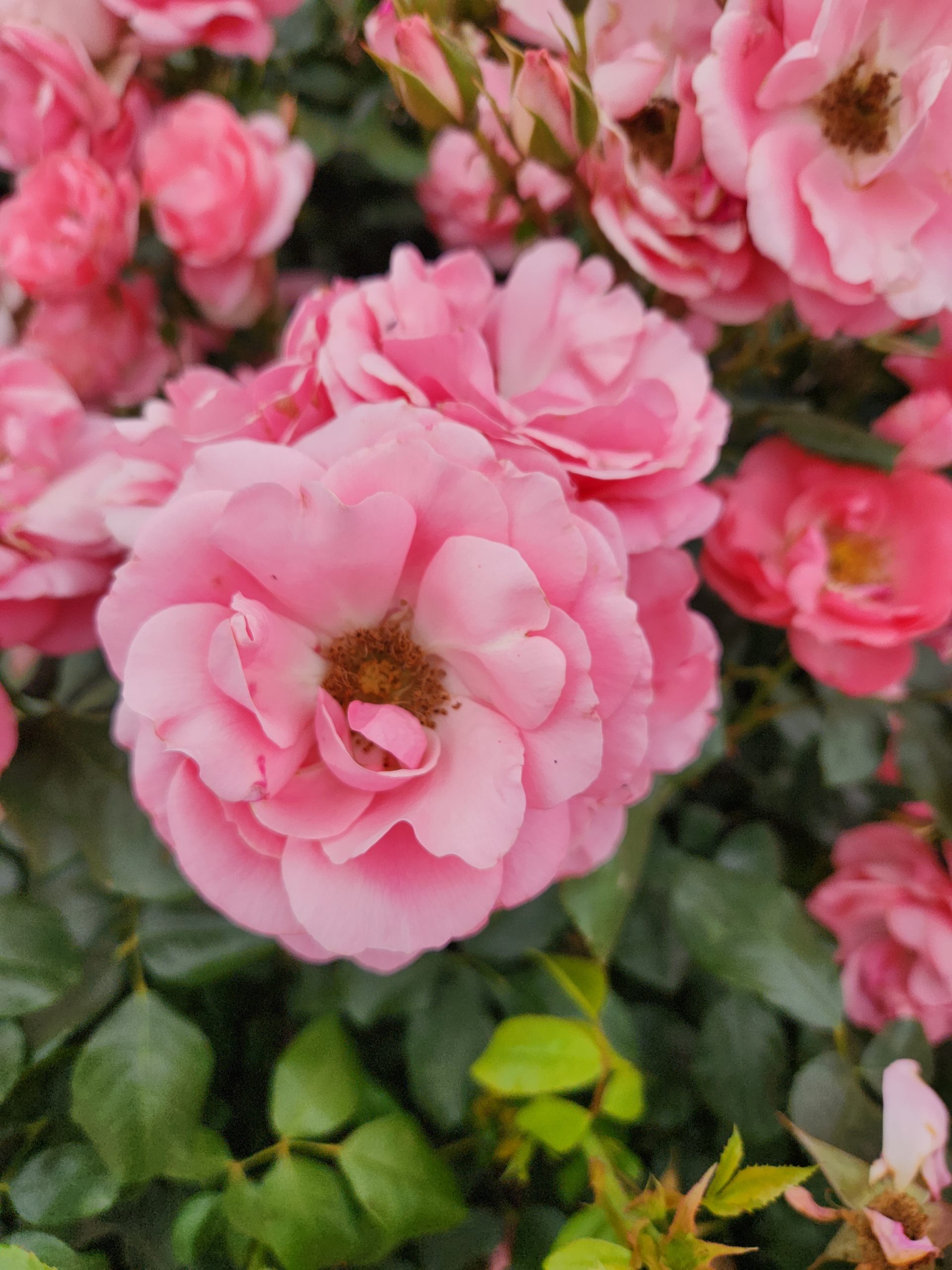Rose 'Professor Sieber' PBR Bush Rose - Image 3