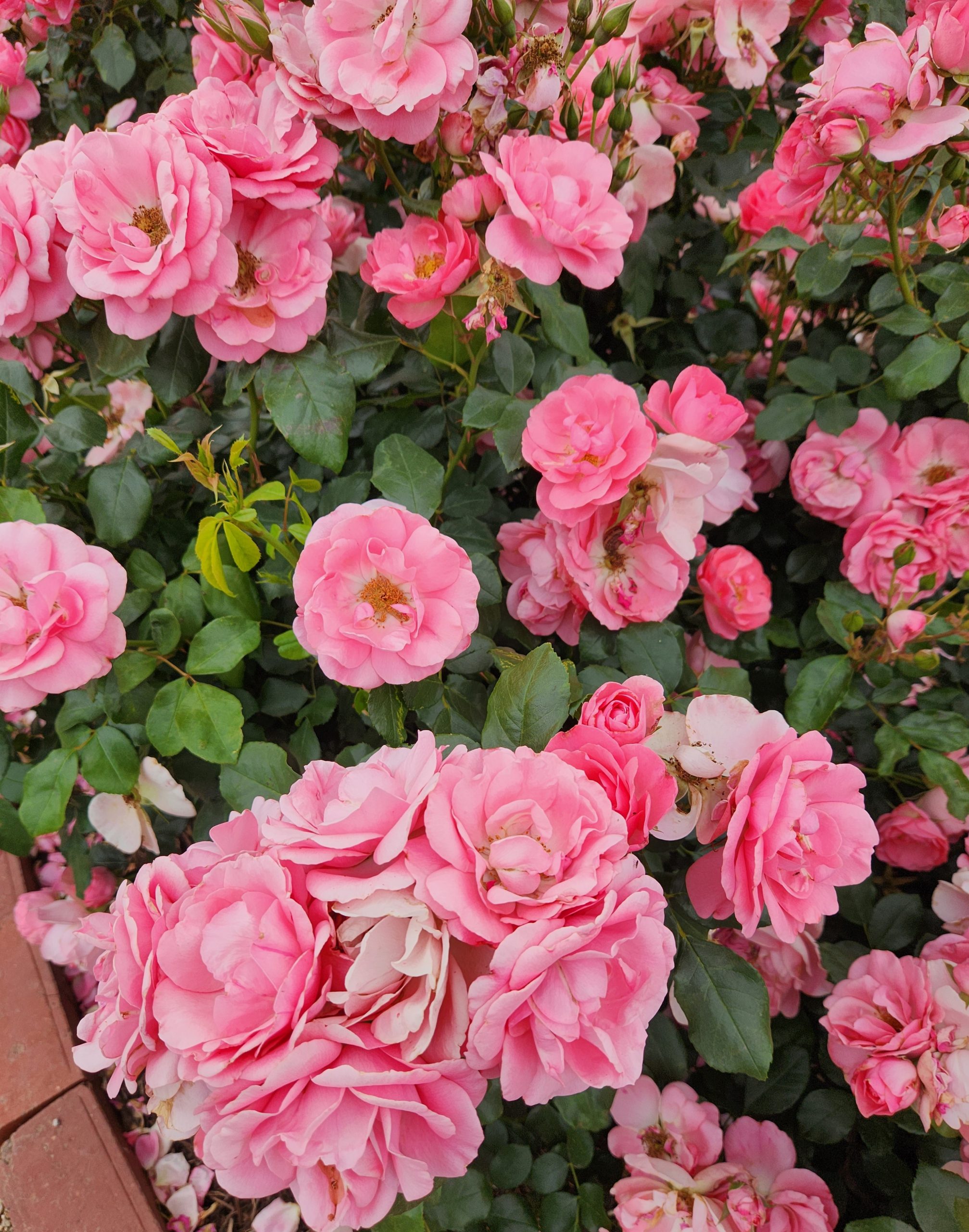 Rose 'Professor Sieber' PBR Bush Rose - Image 2