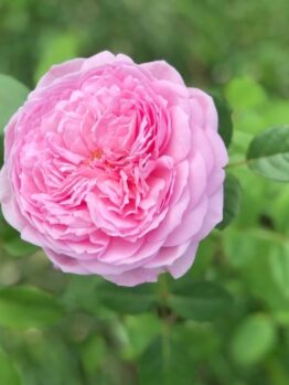 rosa kiss me kate rose pink buff rose fluffy ruffled climbing rose