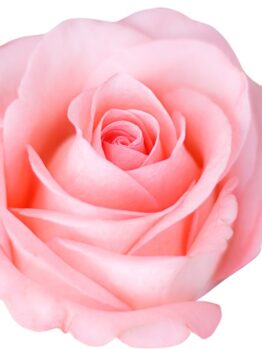 Rose 'Falling in Love™' Bush rose soft pink hybrid tea