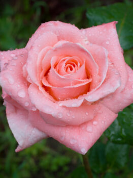 Sonia hybrid tea rose pink cut flower rose garden