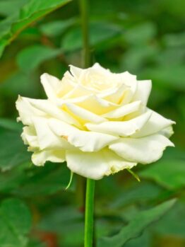 Rosa hybrid tea Tineke white rose