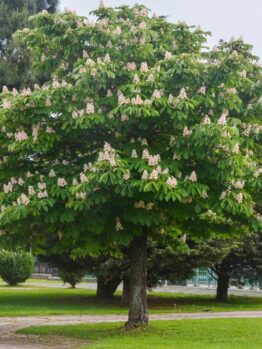 Aesculus hippocastanum Horse Chestnut Tree flowering advanced tree large green foliage