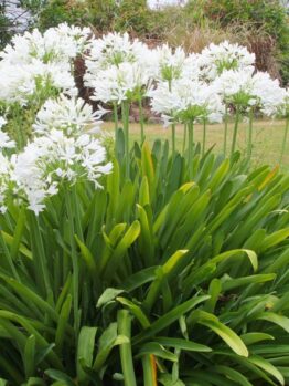 Agapanthus praecox orientalis Snowball white flower heads green strappy foliage African Lily or Lily of the Nile