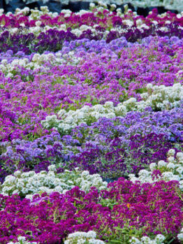 Alyssum Easter Bonnet Mix Sweet Alyssum Lobularia maritima mixture purple mauve pink white flowering