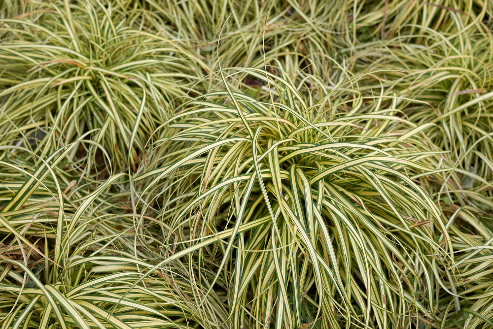 Dense, rounded Pittosporum ‘Golf Ball’ (PBR) in a 40cm pot, with lush green foliage—ideal for ornamental display.