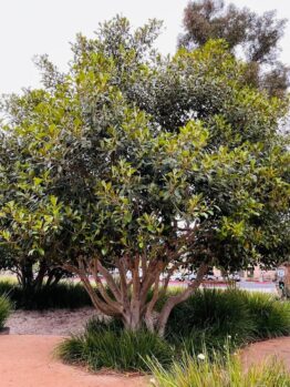 Ficus rubiginosa Port Jackson Fig Large Tree evergreen multiple branches advanced