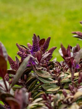 Close-up of a plant with dark purple leaves and small purple flowers, gracefully contrasting against a lush green grass backdrop, reminiscent of a Dymondia 'Silver Carpet' 3" Pot (Bulk Buy of 20)'s delicate beauty.