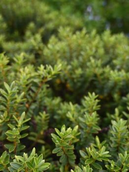 Close-up of dense green shrubbery with small, glossy leaves, reminiscent of Dymondia 'Silver Carpet' 3" Pot (Bulk Buy of 20), filling the frame.