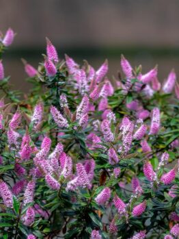 A bush with numerous small pink and white flowers in bloom against a blurred background, reminiscent of the delicate beauty of Dymondia 'Silver Carpet' 3" Pot (Bulk Buy of 20).