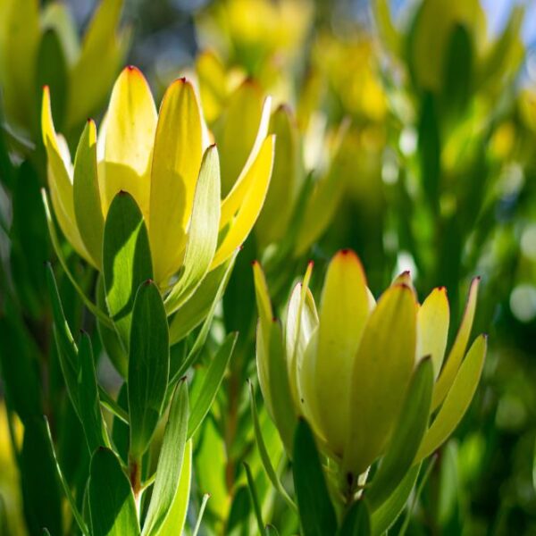 Leucadendron laureolum Protea Flamingo australian native shades of pink yellow and green