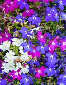 Lobelia hybrid Matted Lobelia Mix small star shaped flowers blue and purple mix groundcover
