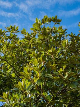 Magnolia grandiflora Greenback magnolia tree advanced large branches green leaves