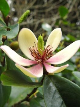 Close-up of a cream and pink flower with dark stamens, surrounded by lush green leaves and a sprawling Dymondia 'Silver Carpet' 3" Pot (Bulk Buy of 20).