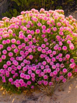 Pimelea ferruginea Bonne Petite Rice Flower Masses of bright pink flowers green foliage coastal shrub