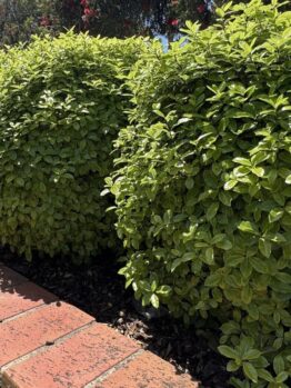 Pittosporum 'Golf Ball' PBR 16" Pot bushes are neatly trimmed, lining a brick-edged garden bed on a sunny day with grass on one side and trees in the background.