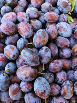 prunus domestica Sugar Plum deep purple fruits