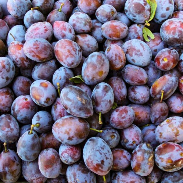 prunus domestica Sugar Plum deep purple fruits