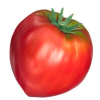 Solanum Tomato Oxheart Red edible plant fruits
