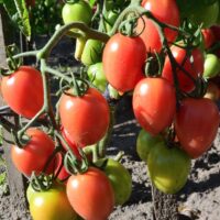 Lycopersicon esculentum Tomato Siberian edible fruiting red ball tomatoes