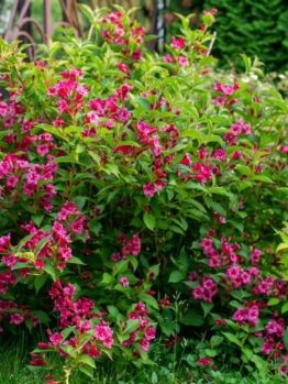 Weigela Eva Rathke Shrub Weigela florida green foliage hot pink flowers