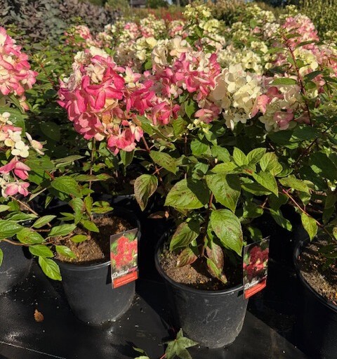 Hydrangea 'Diamond Rouge' in 25cm pots displays clusters of pink and white flowers on a black surface outdoors.