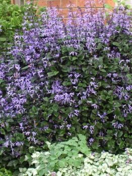 Plectranthus Mona Lavender