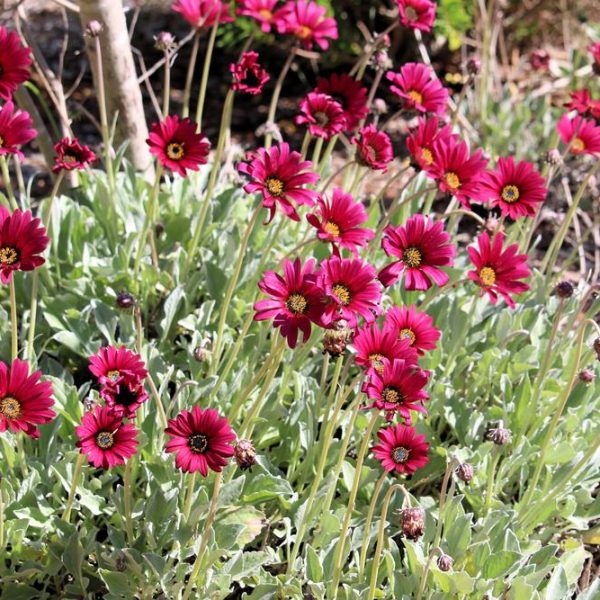 A group of Arctotis Plum flowers in a garden. Arctotis hybrid daisy like flowers