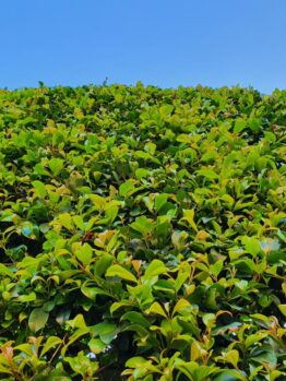 Acmena smithii Green Screen Lilly Pilly against a blue sky hedge australian native green lush foliage leaves
